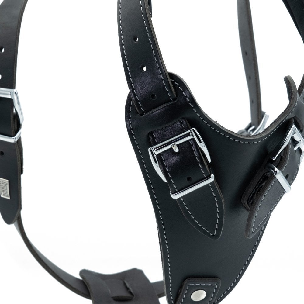 DRGMBLACK-picture3Path