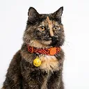 ZILSMILEYELLOW(2).webp